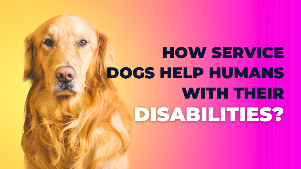 How Service Dogs Help Humans with Their Disabilities